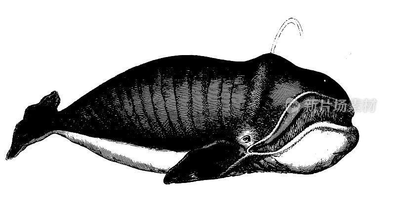 抹香鲸|古董动物插图